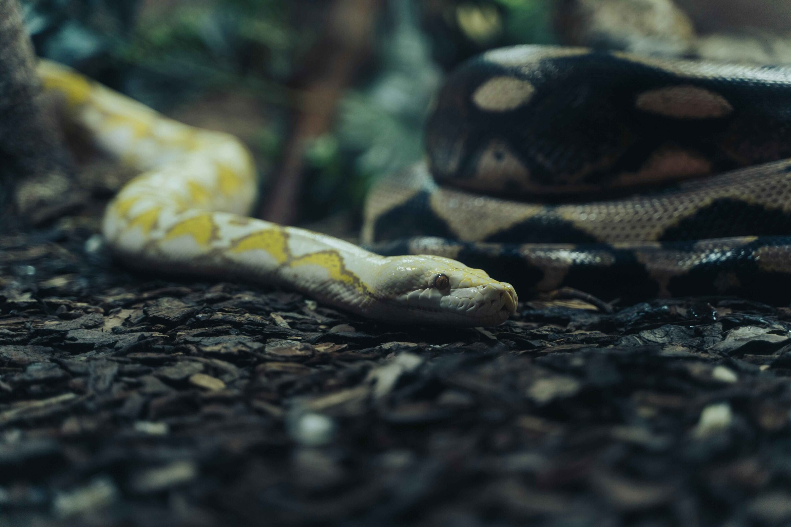 What Does It Mean To Dream About Snakes?